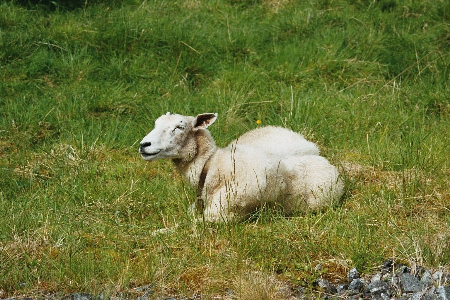 2003060512 undredal sau
